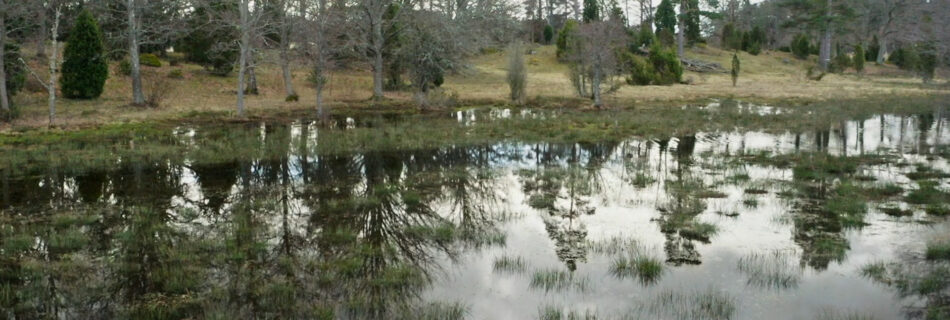Svenska våtmarker