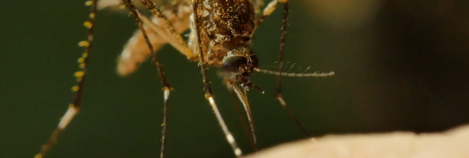 Myggor - Jobbiga djur