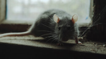 Råttor - Jobbiga djur